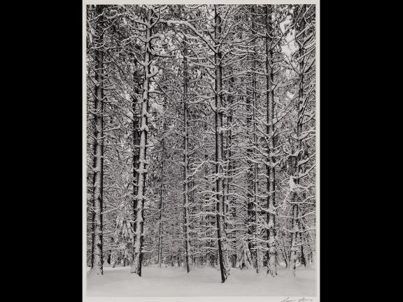 Ansel Adams' photograph, Pine Forest in Snow, Yosemite National Park