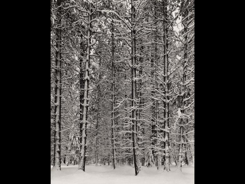 Ansel Adams' photograph, Pine Forest in Snow, Yosemite National Park