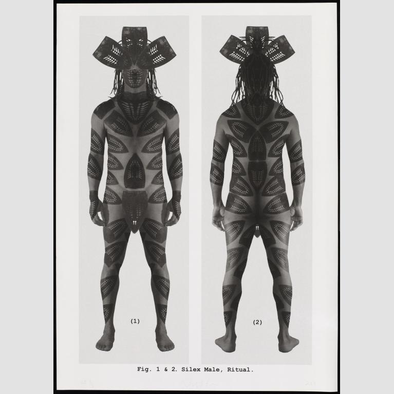 A print of adjacent images of the front and back of a standing man covered in leaf-like body paint and headwear