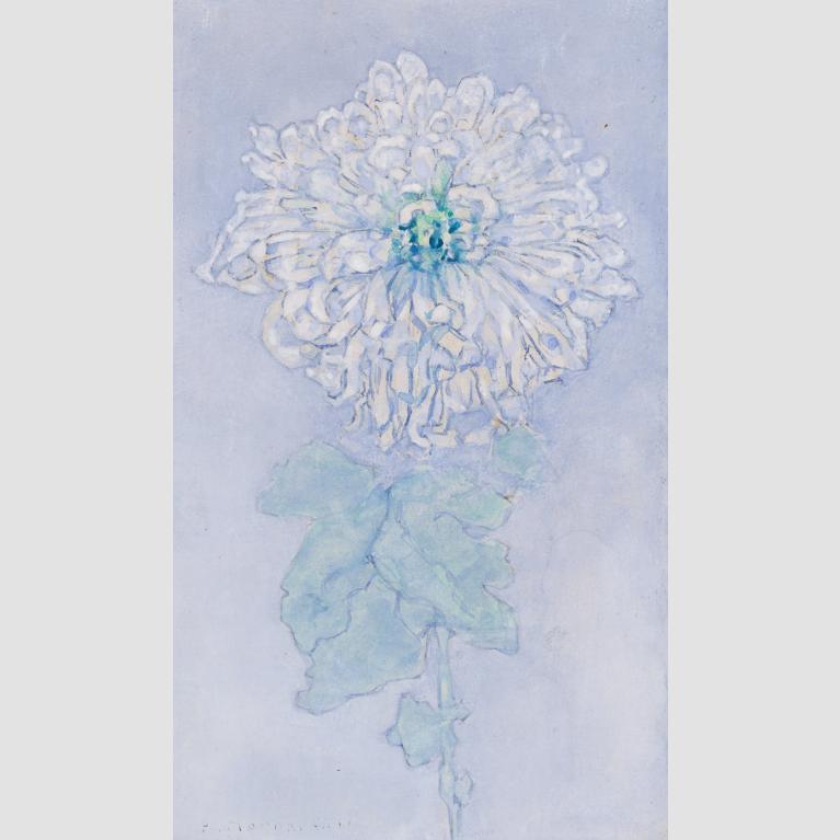 A light green and white chrysanthemum against a purple-blue background.