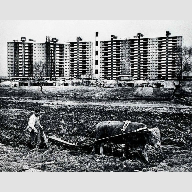 A black-and-white photo of 20th-century Gangnam with apartment buildings in the background and a farmer guiding a yoked ox in the foreground.