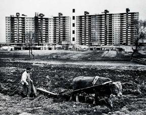 A black-and-white photo of 20th-century Gangnam with apartment buildings in the background and a farmer guiding a yoked ox in the foreground.