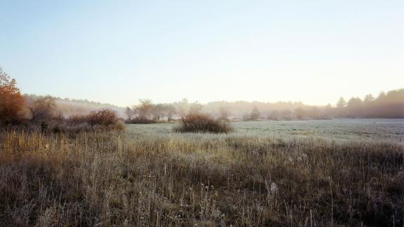 A foggy open meadow at dawn, dotted with trees, bushes, and brambles. 