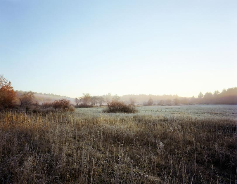 A foggy open meadow at dawn, dotted with trees, bushes, and brambles. 
