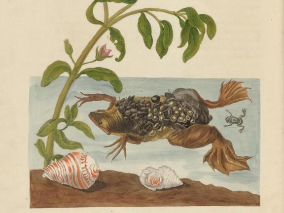 Maria Sibylla Merian, Surinam Toad (pipa pipa), Shells, and Flowering Plant, from Metamorphosis insectorum surinamensium, Amsterdam: Voor den auteur, als ook, 1705.