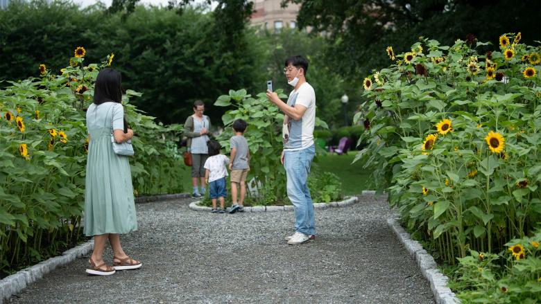 Visitor posing in front of sunflower bed while another visitor takes photo using smartphone; children in the background